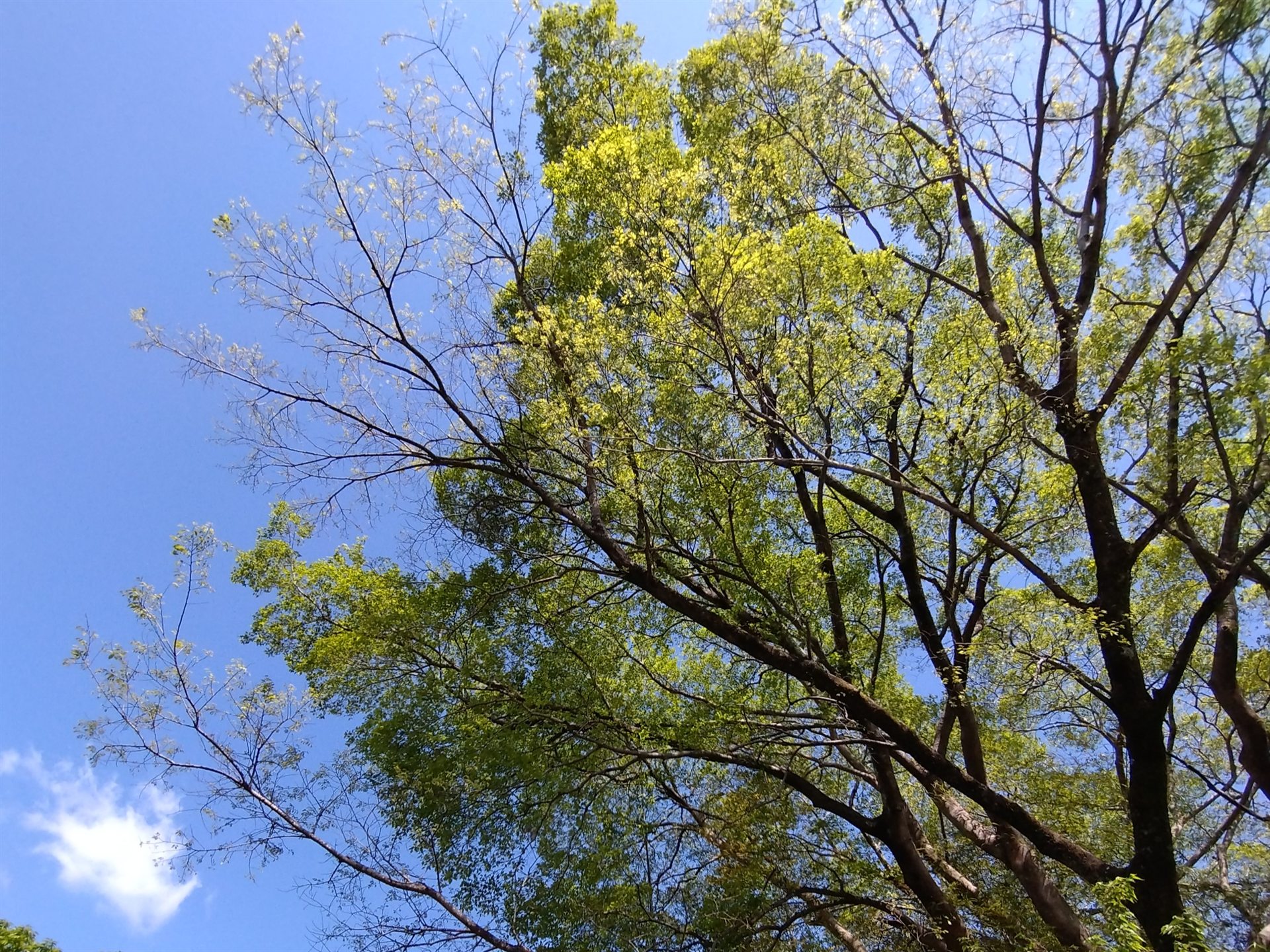 Lani Cafe近くの自然